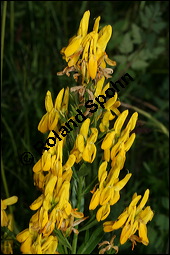 Färber-Ginster, Genista tinctoria, Fabaceae, Genista tinctoria, Färber-Ginster, Habitat Kauf von 00162genista_tinctoriaimg_8039.jpg