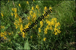 Färber-Ginster, Genista tinctoria, Fabaceae, Genista tinctoria, Färber-Ginster, Habitat Kauf von 00162genista_tinctoriaimg_8055.jpg