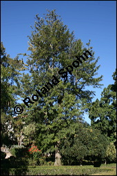 Australische Silbereiche, Grevillea robusta, Proteaceae, Grevillea robusta, Australische Silbereiche, fruchtend Kauf von 00166grevillea_robustaimg_4781.jpg