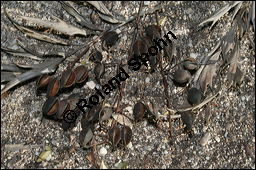 Australische Silbereiche, Grevillea robusta, Proteaceae, Grevillea robusta, Australische Silbereiche, fruchtend Kauf von 00166grevillea_robustaimg_4783.jpg