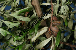 Australische Silbereiche, Grevillea robusta, Proteaceae, Grevillea robusta, Australische Silbereiche, fruchtend Kauf von 00166grevillea_robustaimg_4842.jpg