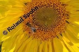 Gewhnliche Sonnenblume, Einjhrige Sonnenblume, Helianthus annuus, Asteraceae, Helianthus annuus, Gewhnliche Sonnenblume, Samen Kauf von 00168_helianthus_annuus_dsc_6353.jpg