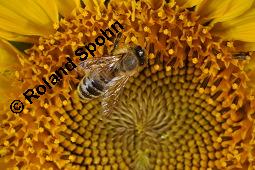 Gewöhnliche Sonnenblume, Einjährige Sonnenblume, Helianthus annuus, Asteraceae, Helianthus annuus, Gewöhnliche Sonnenblume, Samen Kauf von 00168_helianthus_annuus_dsc_6354.jpg