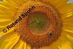 Gewöhnliche Sonnenblume, Einjährige Sonnenblume, Helianthus annuus, Asteraceae, Helianthus annuus, Gewöhnliche Sonnenblume, Samen Kauf von 00168_helianthus_annuus_dsc_6499.jpg