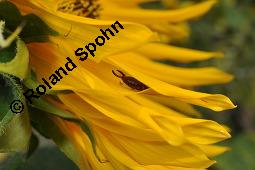 Gewhnliche Sonnenblume, Einjhrige Sonnenblume, Helianthus annuus, Asteraceae, Helianthus annuus, Gewhnliche Sonnenblume, Samen Kauf von 00168_helianthus_annuus_dsc_6501.jpg