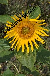 Gewhnliche Sonnenblume, Einjhrige Sonnenblume, Helianthus annuus, Asteraceae, Helianthus annuus, Gewhnliche Sonnenblume, Samen Kauf von 00168_helianthus_annuus_dsc_6505.jpg