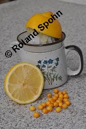 Sanddorn, Hippophae rhamnoides und Zitrone, Citrus limon, Hippophae rhamnoides, Sanddorn, Elaeagnaceae, Sanddorn und Zitrone, Vergleich zum Gehalt an Vitamin C von Sanddorn und Zitrone Kauf von 00173_hippophae_rhamnoides_dsc_7641.jpg