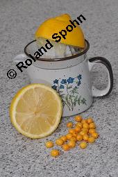 Sanddorn, Hippophae rhamnoides und Zitrone, Citrus limon, Hippophae rhamnoides, Sanddorn, Elaeagnaceae, Sanddorn und Zitrone, Vergleich zum Gehalt an Vitamin C von Sanddorn und Zitrone Kauf von 00173_hippophae_rhamnoides_dsc_7642.jpg