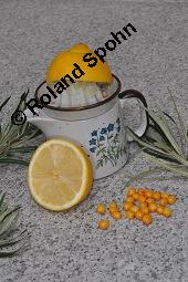 Sanddorn, Hippophae rhamnoides und Zitrone, Citrus limon, Hippophae rhamnoides, Sanddorn, Elaeagnaceae, Sanddorn und Zitrone, Vergleich zum Gehalt an Vitamin C von Sanddorn und Zitrone Kauf von 00173_hippophae_rhamnoides_dsc_7648.jpg
