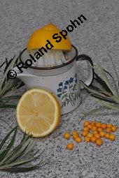 Sanddorn, Hippophae rhamnoides und Zitrone, Citrus limon, Hippophae rhamnoides, Sanddorn, Elaeagnaceae, Sanddorn und Zitrone, Vergleich zum Gehalt an Vitamin C von Sanddorn und Zitrone Kauf von 00173_hippophae_rhamnoides_dsc_7649.jpg