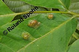 Echte Walnuss, Baumnuss, Juglans regis, Juglandaceae, Juglans regia, Echte Walnuss, Baumnuss, Habitus Kauf von 00182_juglans_regia_dsc_1327.jpg