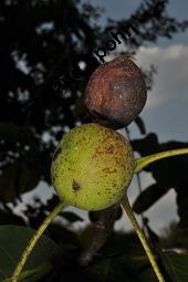 Echte Walnuss, Baumnuss, Juglans regis, Juglandaceae, Juglans regia, Echte Walnuss, Baumnuss, Habitus Kauf von 00182_juglans_regia_dsc_4059.jpg