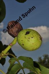 Echte Walnuss, Baumnuss, Juglans regis, Juglandaceae, Juglans regia, Echte Walnuss, Baumnuss, Habitus Kauf von 00182_juglans_regia_dsc_4060.jpg