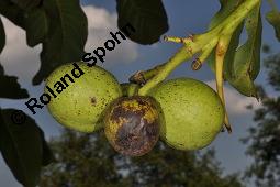 Echte Walnuss, Baumnuss, Juglans regis, Juglandaceae, Juglans regia, Echte Walnuss, Baumnuss, Habitus Kauf von 00182_juglans_regia_dsc_4061.jpg