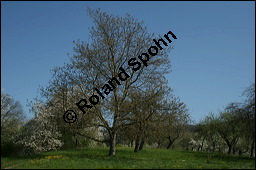 Echte Walnuss, Baumnuss, Juglans regis, Juglandaceae, Juglans regia, Echte Walnuss, Baumnuss, Habitus Kauf von 00182juglans_regia_img_1687.jpg