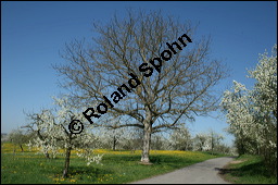 Echte Walnuss, Baumnuss, Juglans regis, Juglandaceae, Juglans regia, Echte Walnuss, Baumnuss, Habitus Kauf von 00182juglans_regia_img_1688.jpg