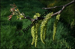 Echte Walnuss, Baumnuss, Juglans regis, Juglandaceae, Juglans regia, Echte Walnuss, Baumnuss, Habitus Kauf von 00182juglans_regia_img_1773.jpg