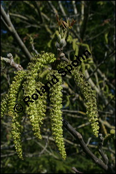 Echte Walnuss, Baumnuss, Juglans regis, Juglandaceae, Juglans regia, Echte Walnuss, Baumnuss, Habitus Kauf von 00182juglans_regiaimg_1772.jpg