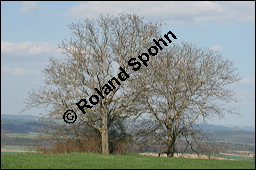 Echte Walnuss, Baumnuss, Juglans regis, Juglandaceae, Juglans regia, Echte Walnuss, Baumnuss, Habitus Kauf von 00182juglans_regiaimg_6479.jpg