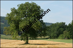 Echte Walnuss, Baumnuss, Juglans regis, Juglandaceae, Juglans regia, Echte Walnuss, Baumnuss, Habitus Kauf von 00182juglans_regiaimg_9106.jpg