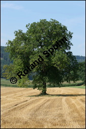 Echte Walnuss, Baumnuss, Juglans regis, Juglandaceae, Juglans regia, Echte Walnuss, Baumnuss, Habitus Kauf von 00182juglans_regiaimg_9107.jpg