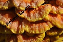 Schwefel-Porling, Schwefelporling, Laetiporus sulphureus, Polyporus sulphureus, Laetiporus sulphureus, Polyporus sulphureus, Schwefelporling, Schwefel-Porling, Basidiomyceten, Fruchtkrper, auf Salix alba, Silber-Weide Kauf von 00186_laetiporus_sulphureus_dsc_4594.jpg