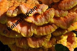 Schwefel-Porling, Schwefelporling, Laetiporus sulphureus, Polyporus sulphureus, Laetiporus sulphureus, Polyporus sulphureus, Schwefelporling, Schwefel-Porling, Basidiomyceten, Fruchtkörper, auf Salix alba, Silber-Weide Kauf von 00186_laetiporus_sulphureus_dsc_4595.jpg