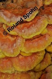 Schwefel-Porling, Schwefelporling, Laetiporus sulphureus, Polyporus sulphureus, Laetiporus sulphureus, Polyporus sulphureus, Schwefelporling, Schwefel-Porling, Basidiomyceten, Fruchtkrper, auf Salix alba, Silber-Weide Kauf von 00186_laetiporus_sulphureus_dsc_4597.jpg