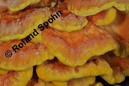 Schwefel-Porling, Schwefelporling, Laetiporus sulphureus, Polyporus sulphureus, Laetiporus sulphureus, Polyporus sulphureus, Schwefelporling, Schwefel-Porling, Basidiomyceten, Fruchtkrper, auf Salix alba, Silber-Weide Kauf von 00186_laetiporus_sulphureus_dsc_4598.jpg