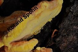 Schwefel-Porling, Schwefelporling, Laetiporus sulphureus, Polyporus sulphureus, Laetiporus sulphureus, Polyporus sulphureus, Schwefelporling, Schwefel-Porling, Basidiomyceten, Fruchtkrper, auf Salix alba, Silber-Weide Kauf von 00186_laetiporus_sulphureus_dsc_4600.jpg