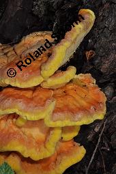 Schwefel-Porling, Schwefelporling, Laetiporus sulphureus, Polyporus sulphureus, Laetiporus sulphureus, Polyporus sulphureus, Schwefelporling, Schwefel-Porling, Basidiomyceten, Fruchtkörper, auf Salix alba, Silber-Weide Kauf von 00186_laetiporus_sulphureus_dsc_4602.jpg