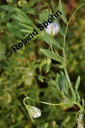 Teller-Linse, Speise-Linse, Lens culinaris, Lens esculenta, Ervum lens, Lens culinaris, Lens esculenta, Ervum lens, Teller-Linse, Speise-Linse, Fabaceae, fruchtend Kauf von 00191_lens_culinaris_dsc_6383.jpg