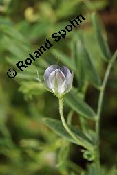 Teller-Linse, Speise-Linse, Lens culinaris, Lens esculenta, Ervum lens, Lens culinaris, Lens esculenta, Ervum lens, Teller-Linse, Speise-Linse, Fabaceae, fruchtend Kauf von 00191_lens_culinaris_dsc_6384.jpg