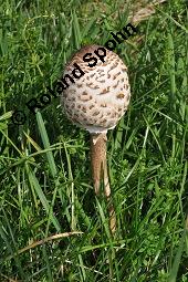Riesenschirmpilz, Parasolpilz, Lepiota procera, Macrolepiota procera, Lepiota procera, Macrolepiota procera, Riesenschirmpilz, Parasolpilz, Basidiomyceten, Fruchtkörper Kauf von 00194_lepiota_procera_dsc_7653.jpg