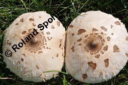 Riesenschirmpilz, Parasolpilz, Lepiota procera, Macrolepiota procera, Lepiota procera, Macrolepiota procera, Riesenschirmpilz, Parasolpilz, Basidiomyceten, Fruchtkörper Kauf von 00194_lepiota_procera_dsc_7656.jpg