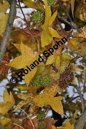 Amerikanischer Amberbaum, Liquidambar styraciflua, Hamamelidaceae, Liquidambar styraciflua, Amerikanischer Amberbaum, Blatt Kauf von 00197_liquidambar_styraciflua_dsc_1049.jpg