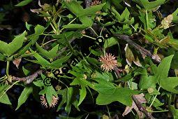 Amerikanischer Amberbaum, Liquidambar styraciflua, Hamamelidaceae, Liquidambar styraciflua, Amerikanischer Amberbaum, Blatt Kauf von 00197_liquidambar_styraciflua_dsc_2299.jpg
