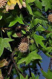 Amerikanischer Amberbaum, Liquidambar styraciflua, Hamamelidaceae, Liquidambar styraciflua, Amerikanischer Amberbaum, Blatt Kauf von 00197_liquidambar_styraciflua_dsc_2300.jpg