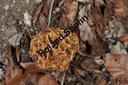 Speise-Morchel, Morchella esculenta, Ascomycet, Morchella esculenta, Speise-Morchel, Fruchtkörper Kauf von 00215_morchella_esculenta_dsc_3627.jpg