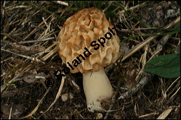 Speise-Morchel, Morchella esculenta, Ascomycet, Morchella esculenta, Speise-Morchel, Fruchtkrper Kauf von 00215morchella_esculentaimg_6607.jpg