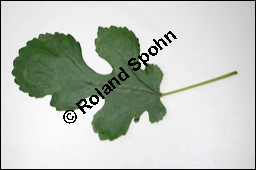 Weier Maulbeerbaum, Morus alba, Moraceae, Morus alba, Weier Maulbeerbaum, Blatt Kauf von 00216morus_albaimg_3891.jpg