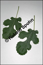 Weier Maulbeerbaum, Morus alba, Moraceae, Morus alba, Weier Maulbeerbaum, Blatt Kauf von 00216morus_albaimg_3894.jpg