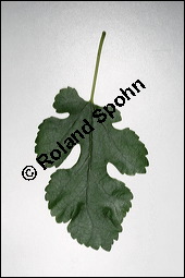 Weier Maulbeerbaum, Morus alba, Moraceae, Morus alba, Weier Maulbeerbaum, Blatt Kauf von 00216morus_albaimg_3896.jpg