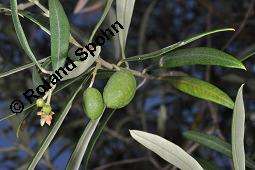 Olive, Olivenbaum, Ölbaum, Olea europaea, Olea europaea, Olive, Olivenbaum, Ölbaum, Oleaceae, unreif fruchtend Kauf von 00222_olea_europaea_dsc_6718.jpg