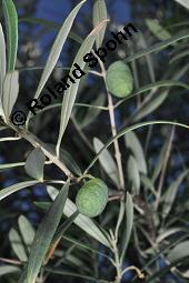 Olive, Olivenbaum, Ölbaum, Olea europaea, Olea europaea, Olive, Olivenbaum, Ölbaum, Oleaceae, unreif fruchtend Kauf von 00222_olea_europaea_dsc_6719.jpg