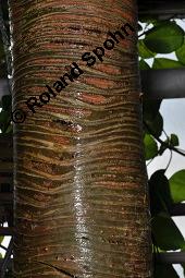 Nützlicher Schraubenbaum, Pandanus utilis, Pandanus utilis, Nützlicher Schraubenbaum, Pandanaceae, Stelzwurzeln Kauf von 00229_pandanus_utilis_dsc_7003.jpg