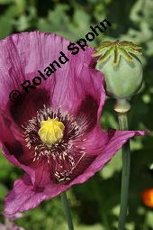 Schlaf-Mohn, Mohn, Papaver somniferum, Papaveraceae, Papaver somniferum, Schlaf-Mohn, Mohn, Blhend Kauf von 00232_papaver_somniferum_dsc_4996.jpg