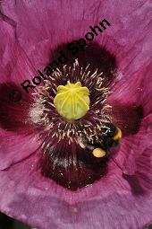 Schlaf-Mohn, Mohn, Papaver somniferum, Papaveraceae, Papaver somniferum, Schlaf-Mohn, Mohn, Blhend Kauf von 00232_papaver_somniferum_dsc_5008.jpg