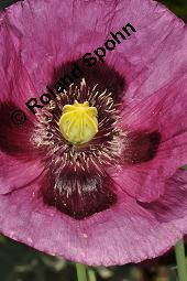 Schlaf-Mohn, Mohn, Papaver somniferum, Papaveraceae, Papaver somniferum, Schlaf-Mohn, Mohn, Blhend Kauf von 00232_papaver_somniferum_dsc_5009.jpg