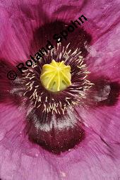 Schlaf-Mohn, Mohn, Papaver somniferum, Papaveraceae, Papaver somniferum, Schlaf-Mohn, Mohn, Blühend Kauf von 00232_papaver_somniferum_dsc_5015.jpg